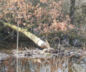 Het werk van de Bever